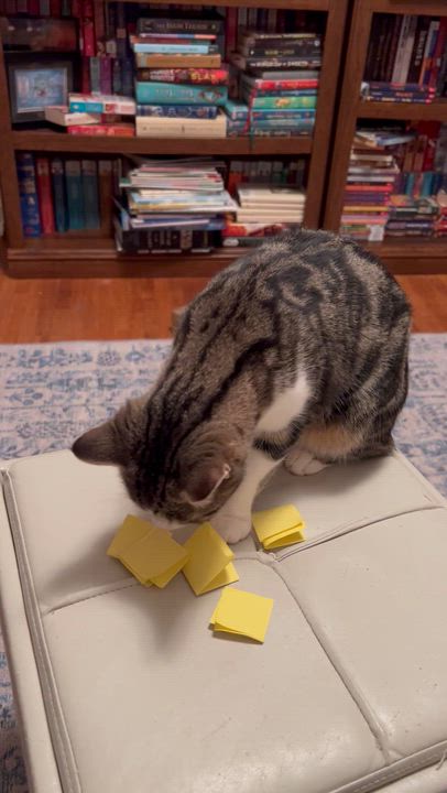 Enlarge Princess , a ADOPTABLE Tabby in east rochester, NY video 2/3