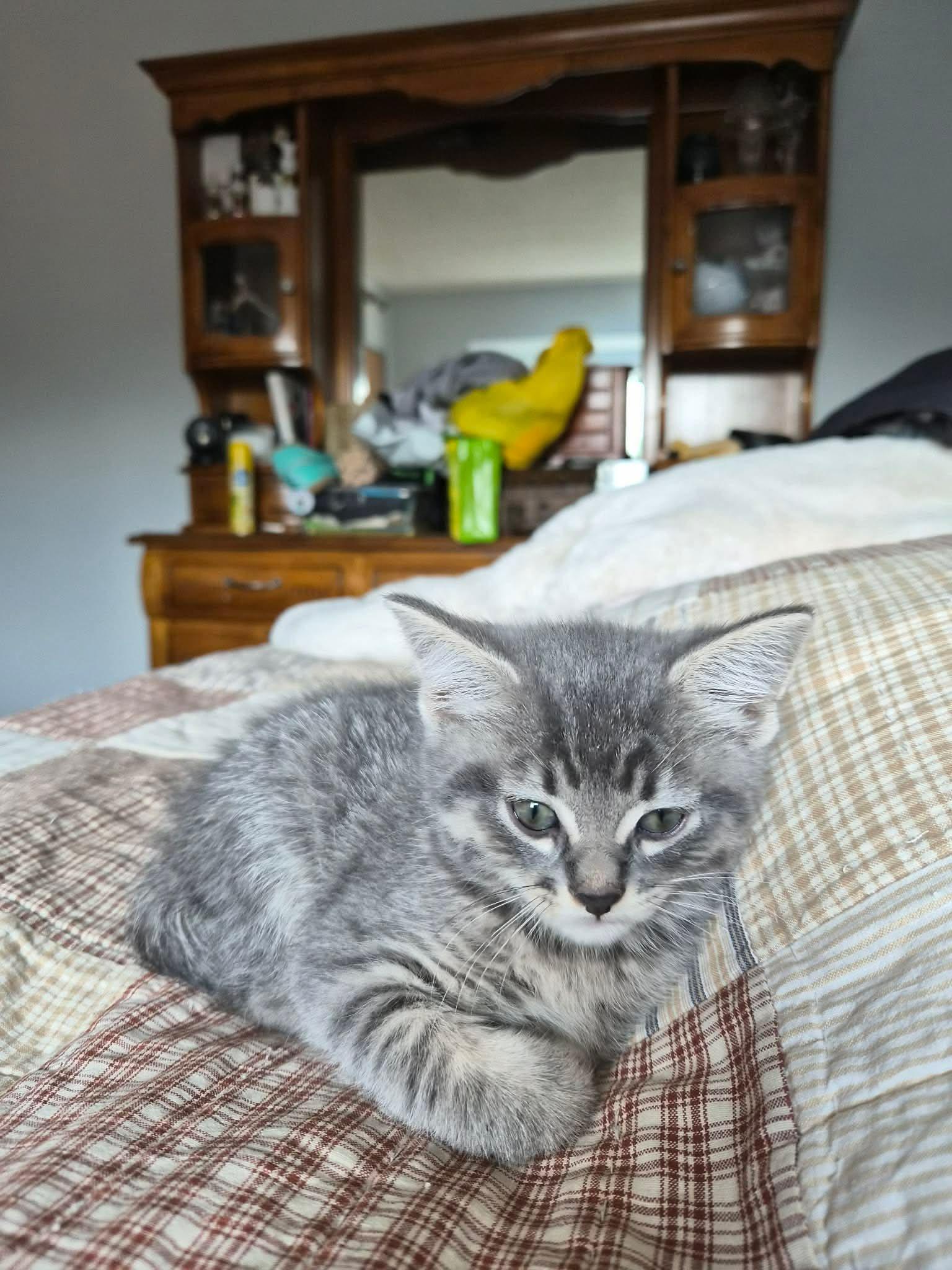 Saturn and Sol, Adoptable, Young Male Domestic Short Hair & Russian Blue.