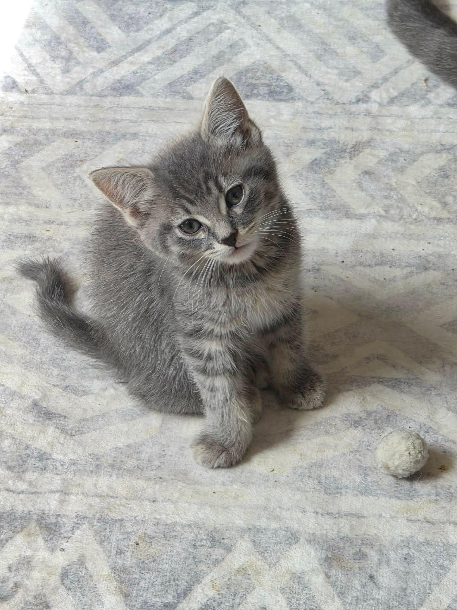 Enlarge Saturn and Sol, a Adoptable mixed breed in Winnipeg, MB image 2/2
