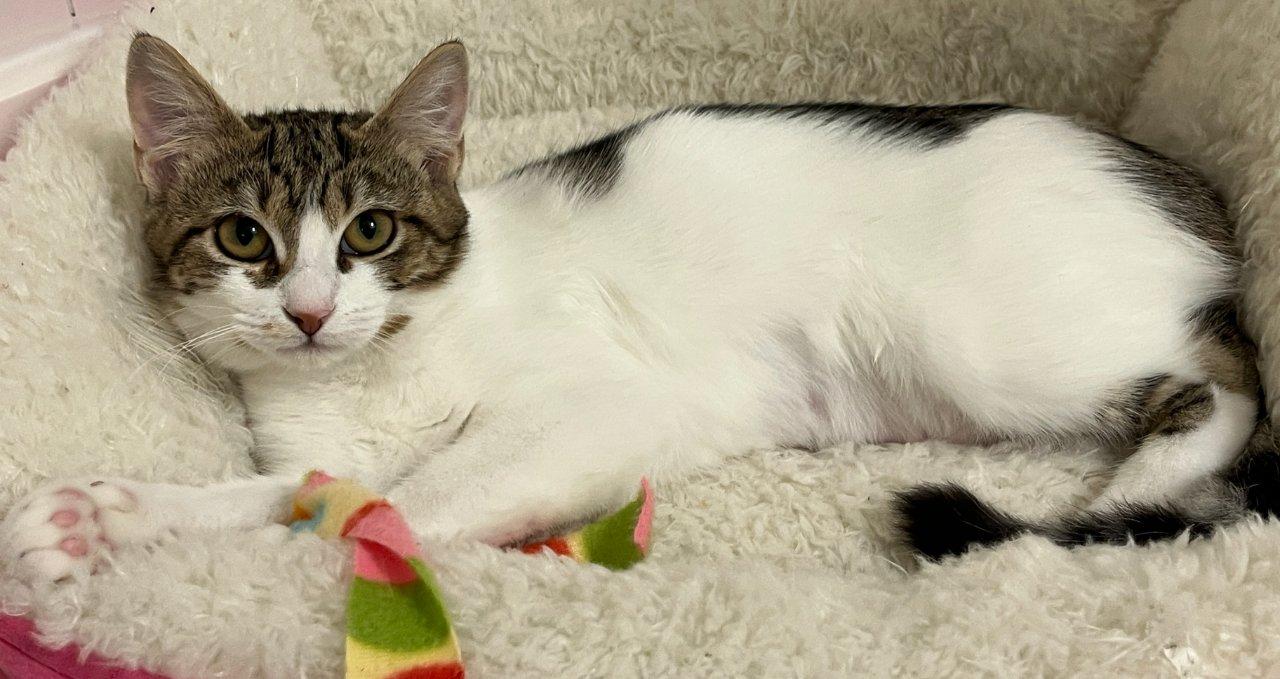 Fredonia, Adoptable, Kitten Female Domestic Short Hair.