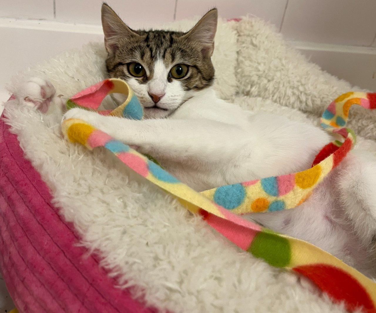 Enlarge Fredonia, a Adoptable Domestic Short Hair in Raleigh, NC image 2/5