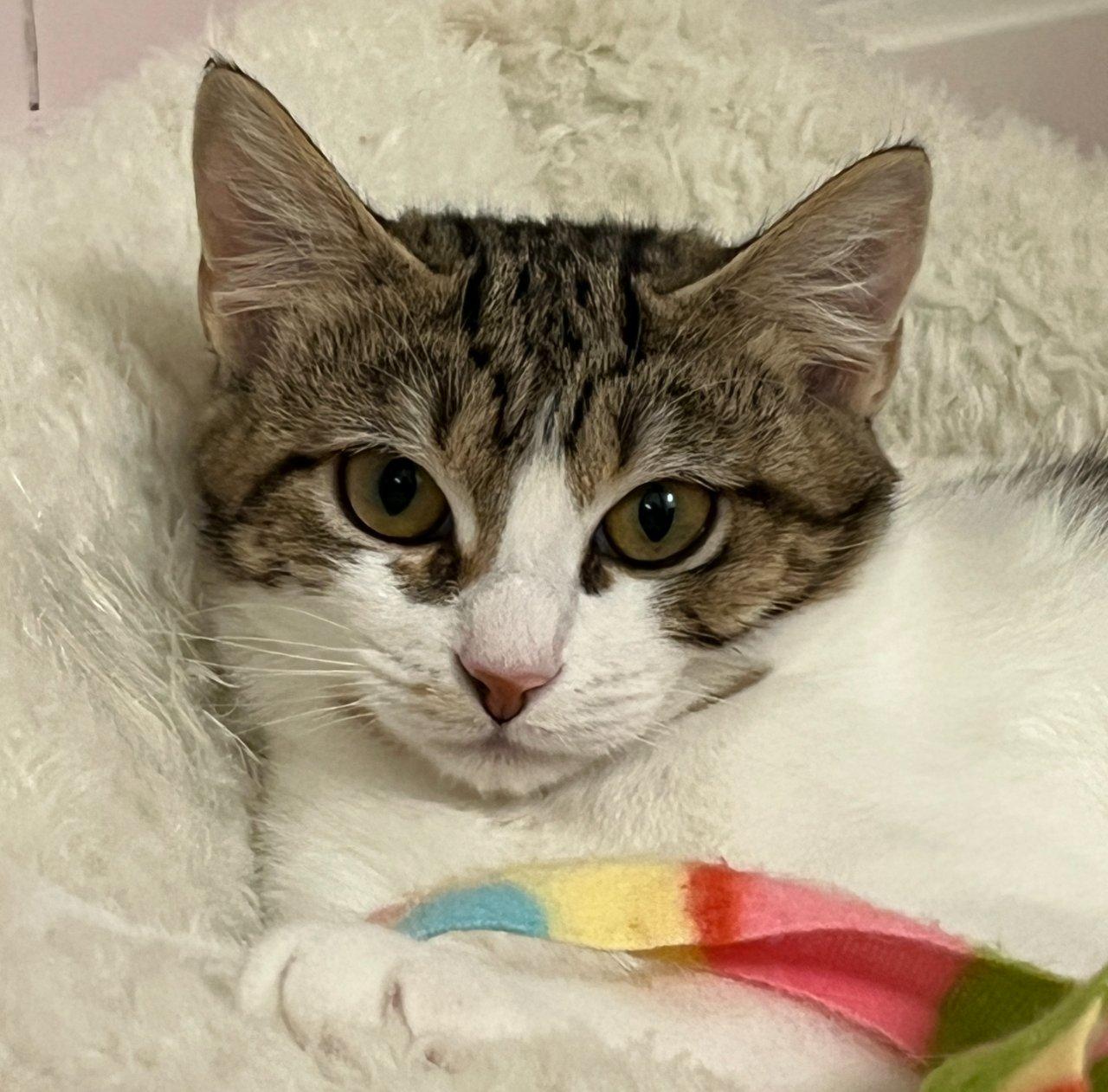 Enlarge Fredonia, a Adoptable Domestic Short Hair in Raleigh, NC image 3/5
