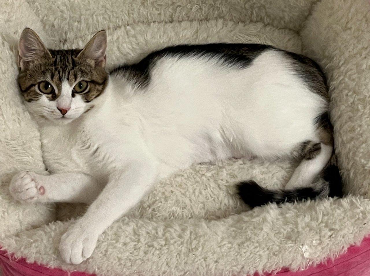 Enlarge Fredonia, a Adoptable Domestic Short Hair in Raleigh, NC image 4/5