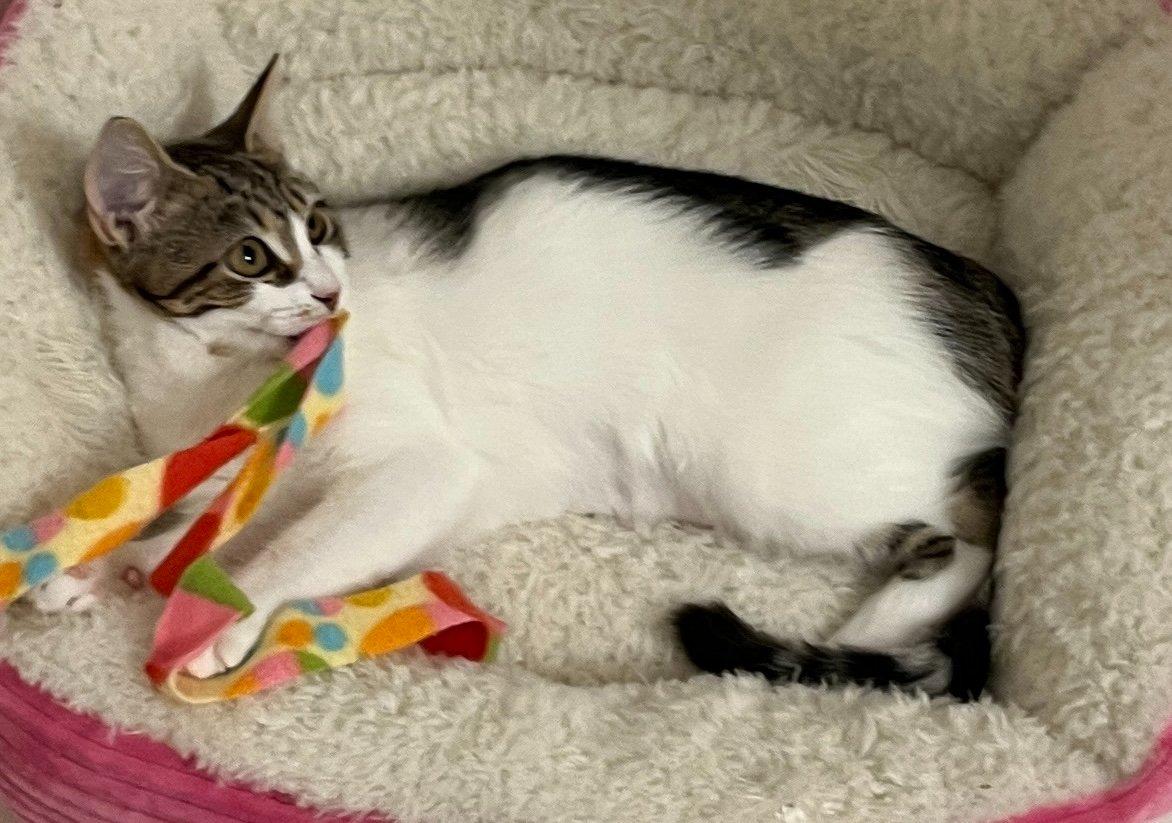 Enlarge Fredonia, a Adoptable Domestic Short Hair in Raleigh, NC image 5/5