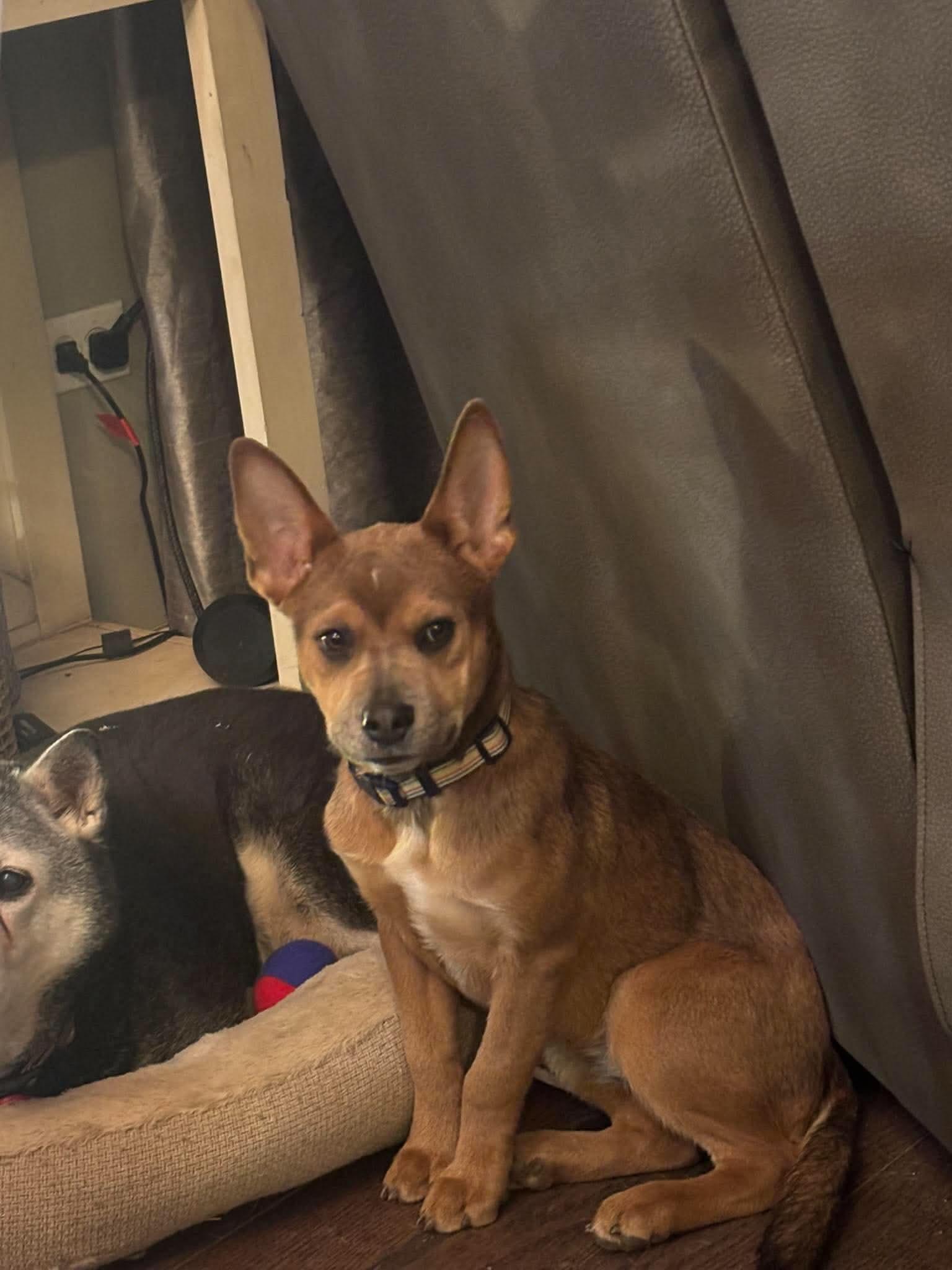 Enlarge Nedi, a Adoptable Cattle Dog in hinckley, IL image 1/3