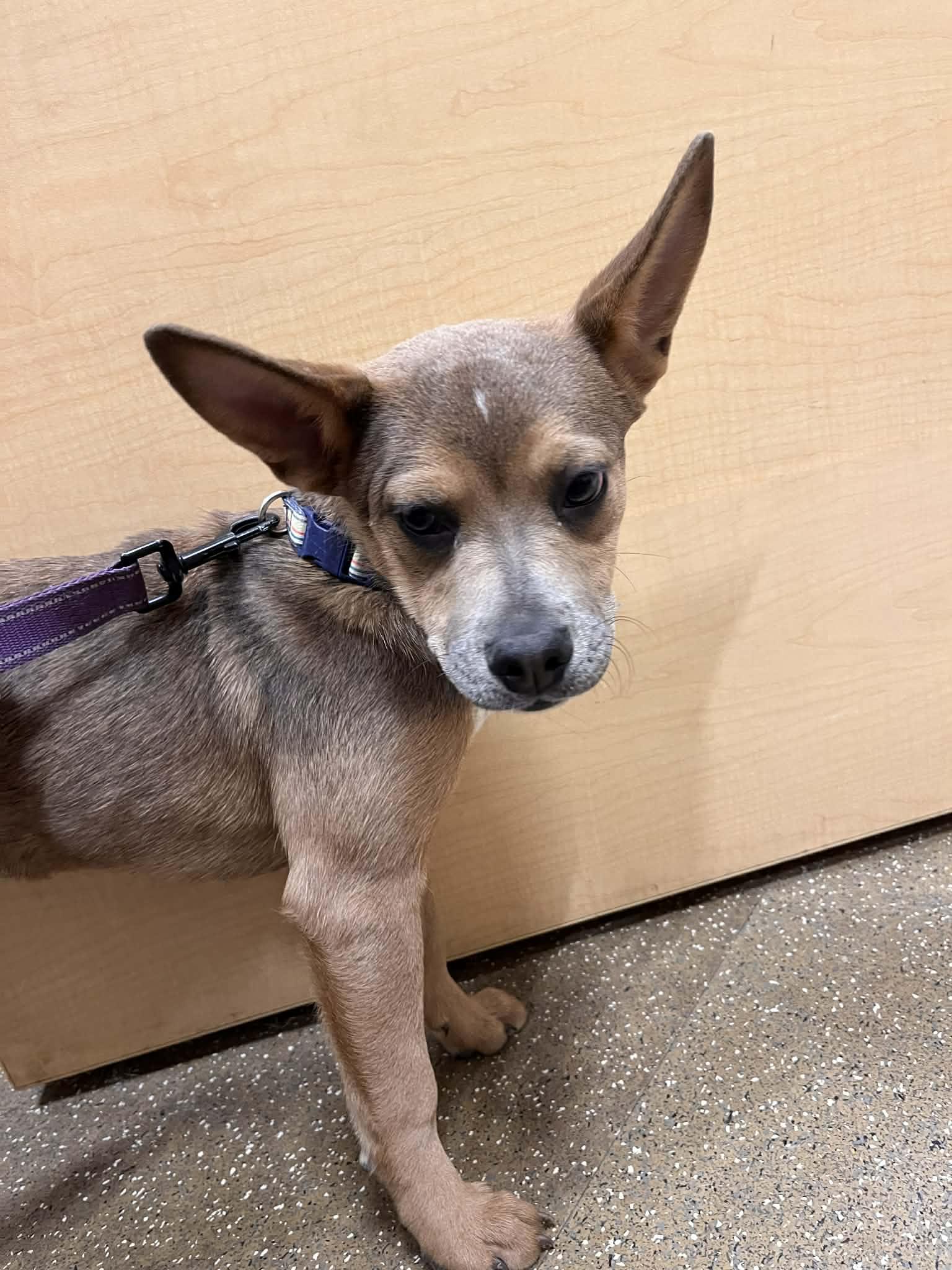 Enlarge Nedi, a Adoptable Cattle Dog in hinckley, IL image 2/3
