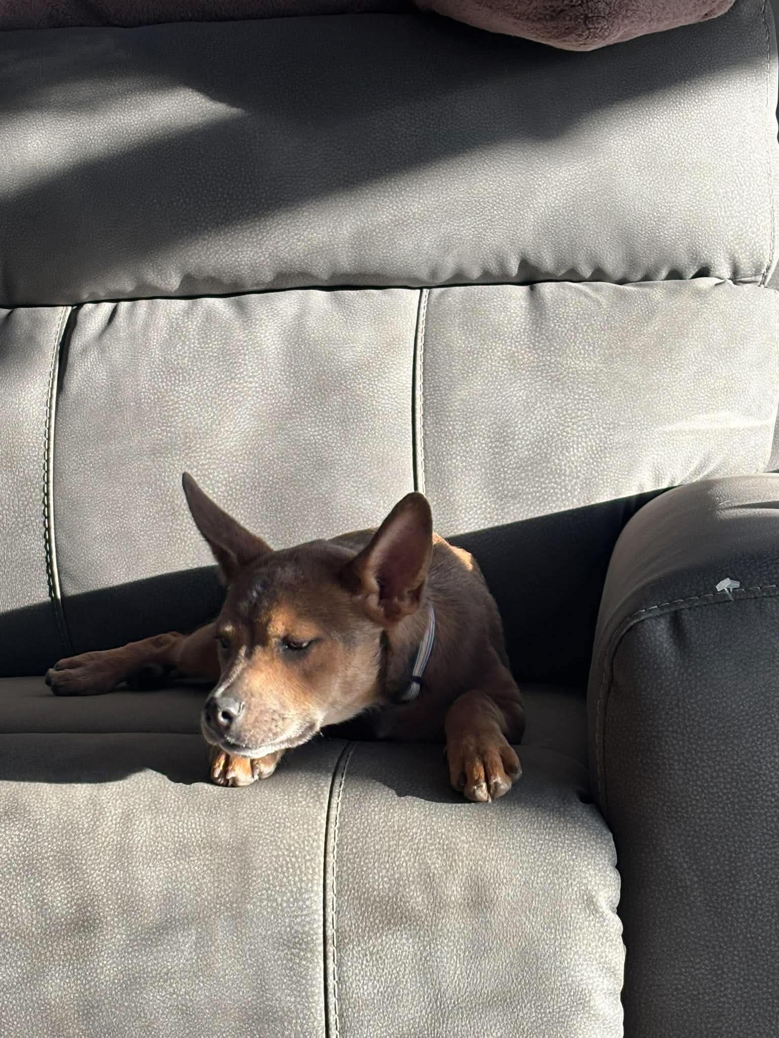 Enlarge Nedi, a Adoptable Cattle Dog in hinckley, IL image 3/3