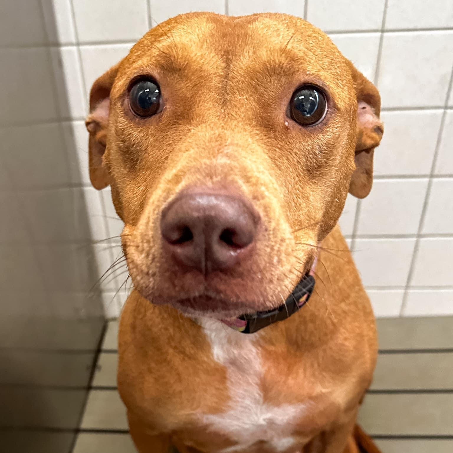 Petfinder Quiz 57 - tgu527p