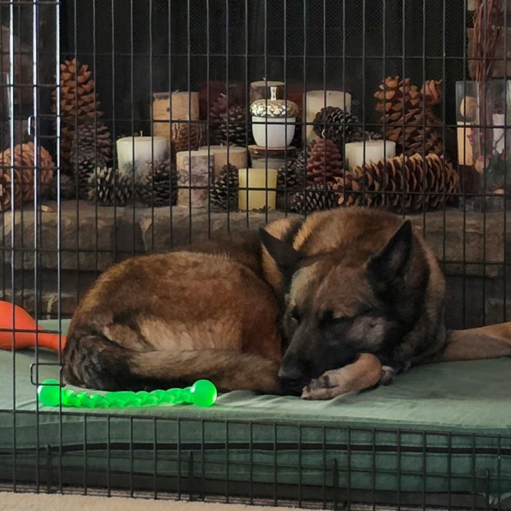 Finn, Adoptable, Adult Male German Shepherd Dog.