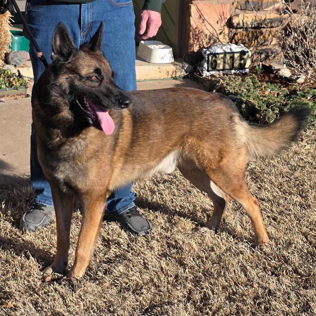 Enlarge Finn, a Adoptable German Shepherd Dog in Tulsa, OK image 2/6