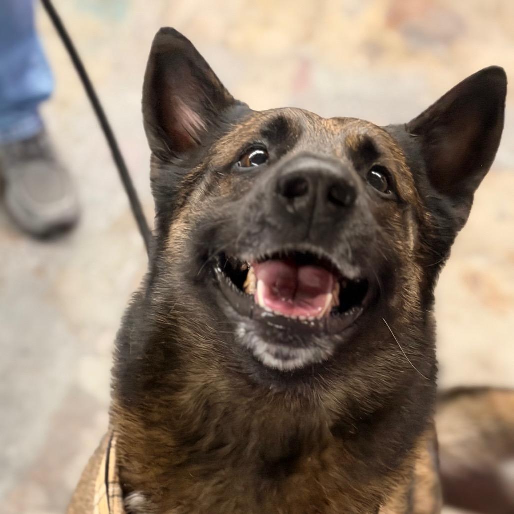 Enlarge Finn, a Adoptable German Shepherd Dog in Tulsa, OK image 3/6