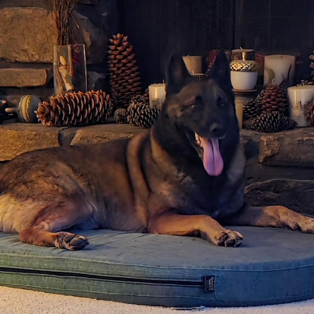 Enlarge Finn, a Adoptable German Shepherd Dog in Tulsa, OK image 4/6