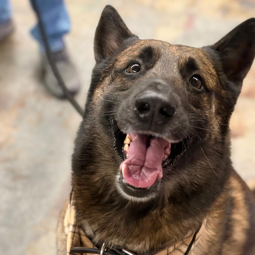 Enlarge Finn, a Adoptable German Shepherd Dog in Tulsa, OK image 6/6