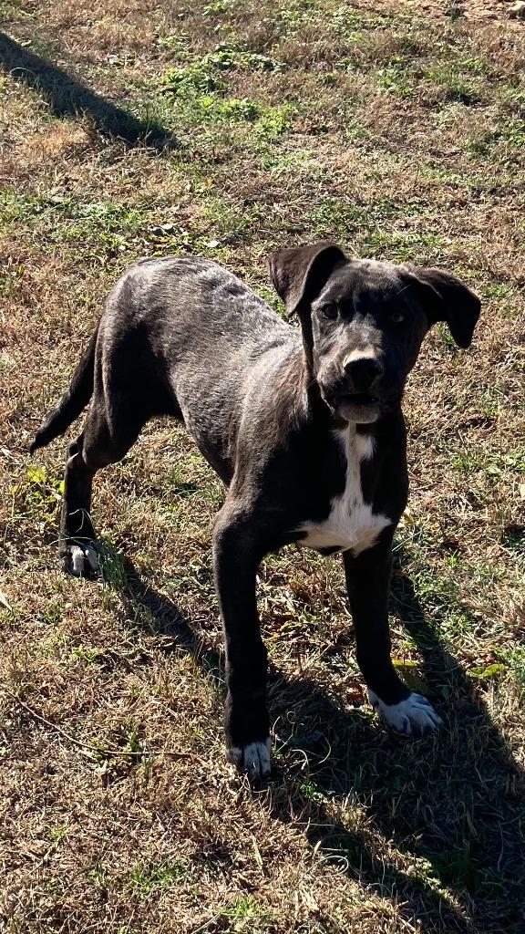 Parker, Adoptable, Puppy Male Mixed Breed.