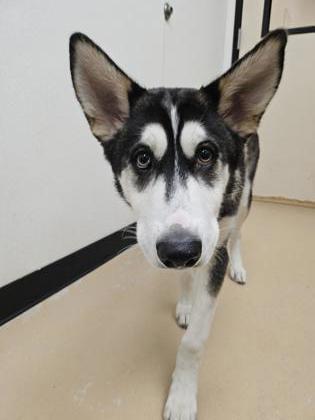 Enlarge Jasper, a Adoptable mixed breed in Phoenix, AZ image 1/1