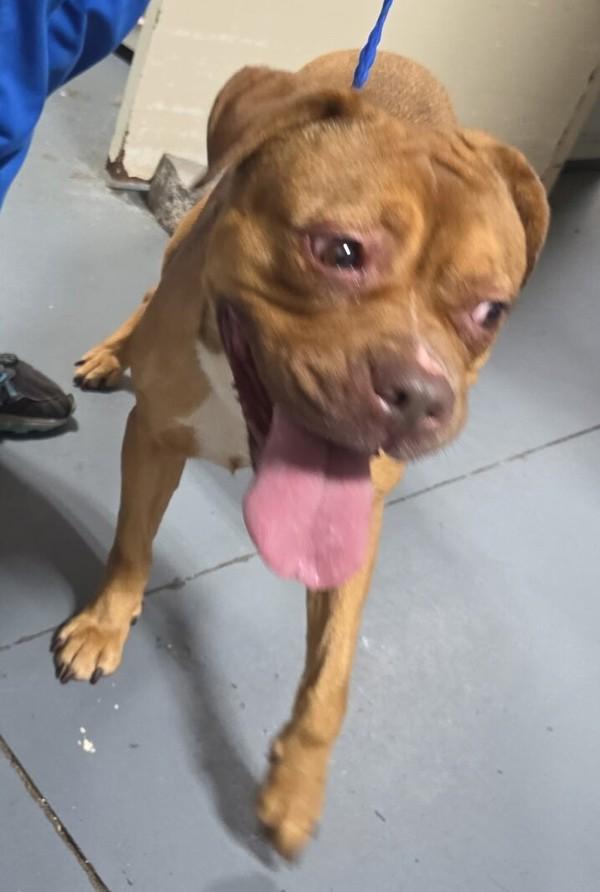 26-08-2377a Eve, Adoptable, Adult Female Pit Bull Terrier.