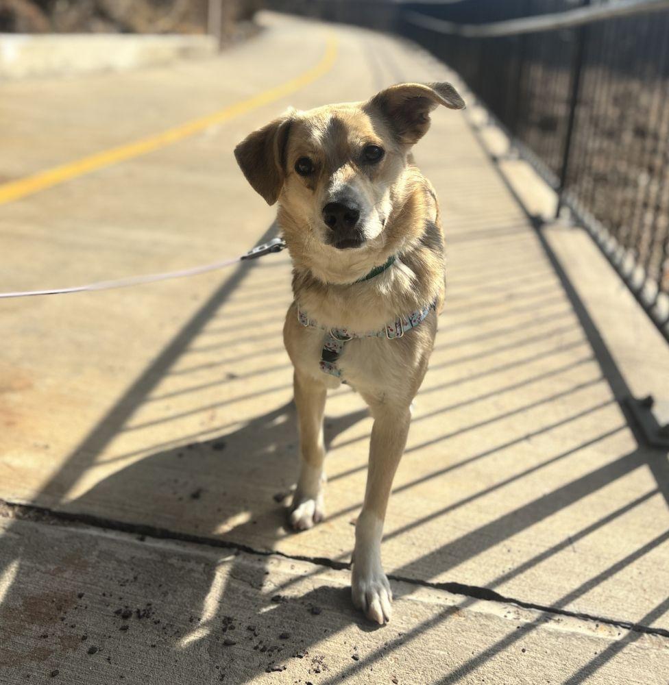 Tessa, Adoptable, Adult Female Mixed Breed.