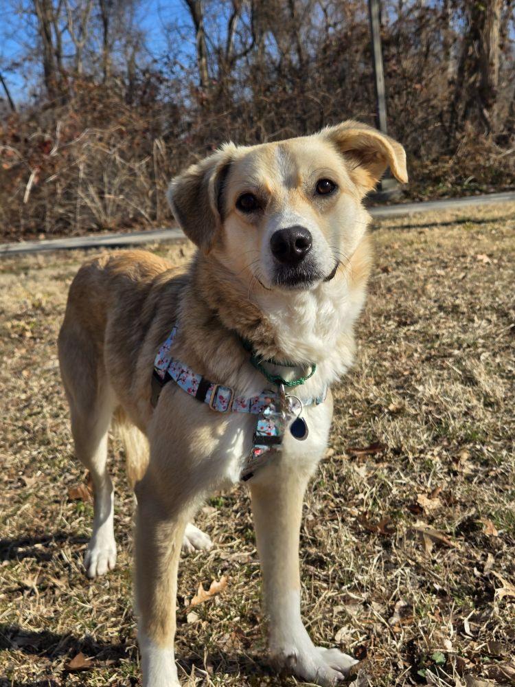 Enlarge Tessa, a Adoptable Mixed Breed in Alexandria, VA image 2/3