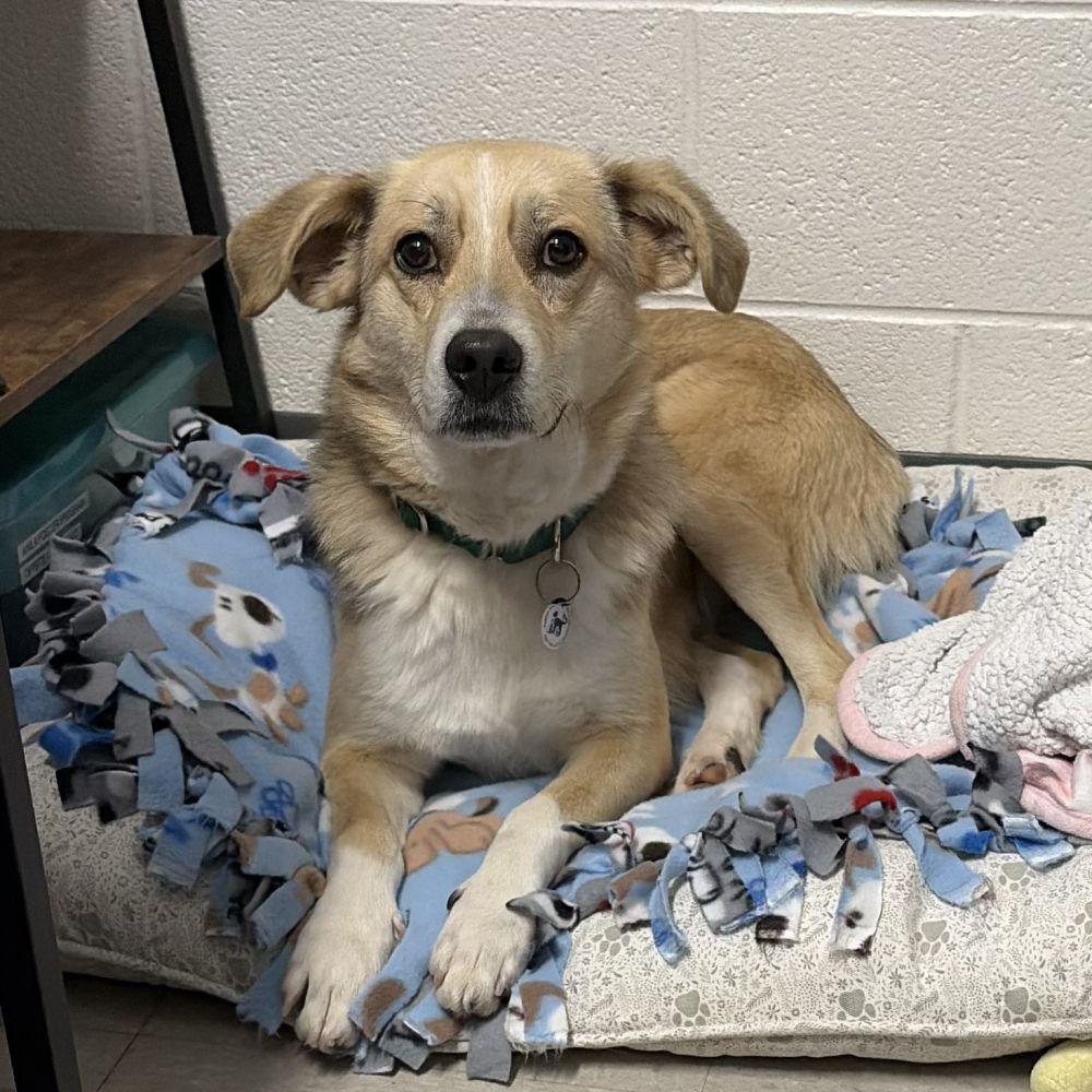 Enlarge Tessa, a Adoptable Mixed Breed in Alexandria, VA image 3/3