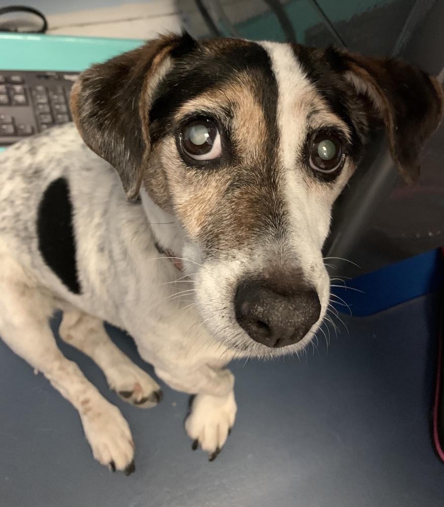 Allie, Adopted, Senior Female Jack Russell Terrier & Dachshund.