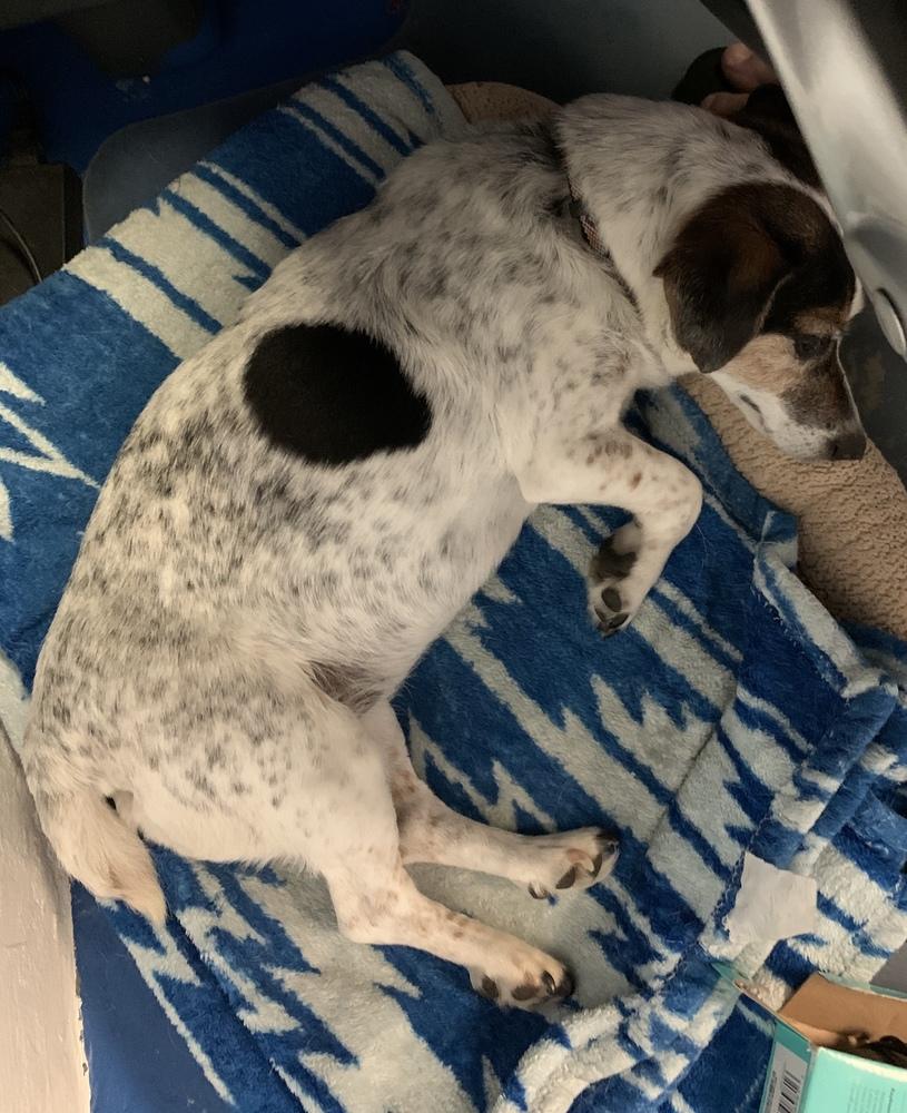 Enlarge Allie, a Adopted mixed breed in Franklin, PA image 2/2