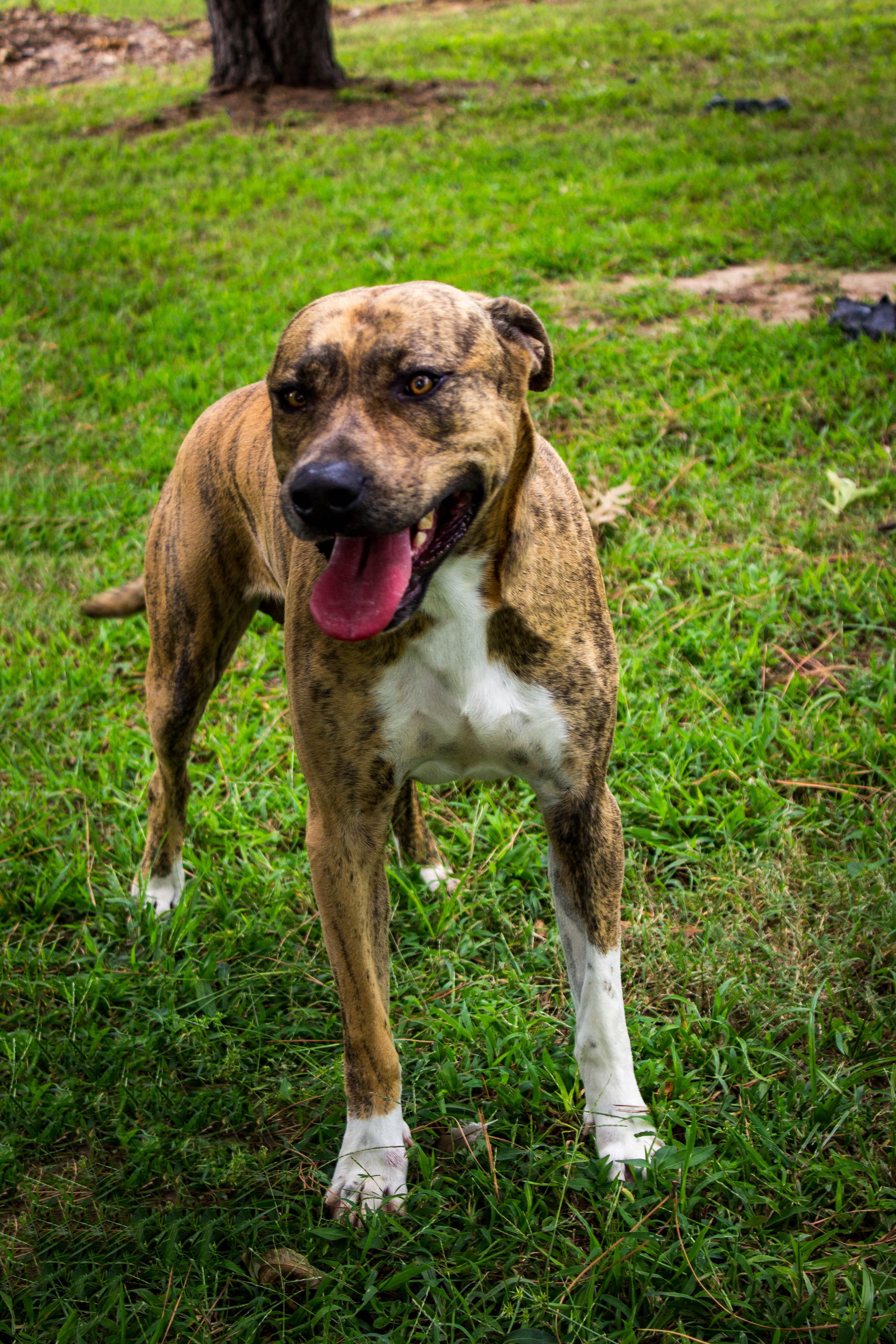 Enlarge Tigger, a Adoptable mixed breed in Jenks, OK image 1/1