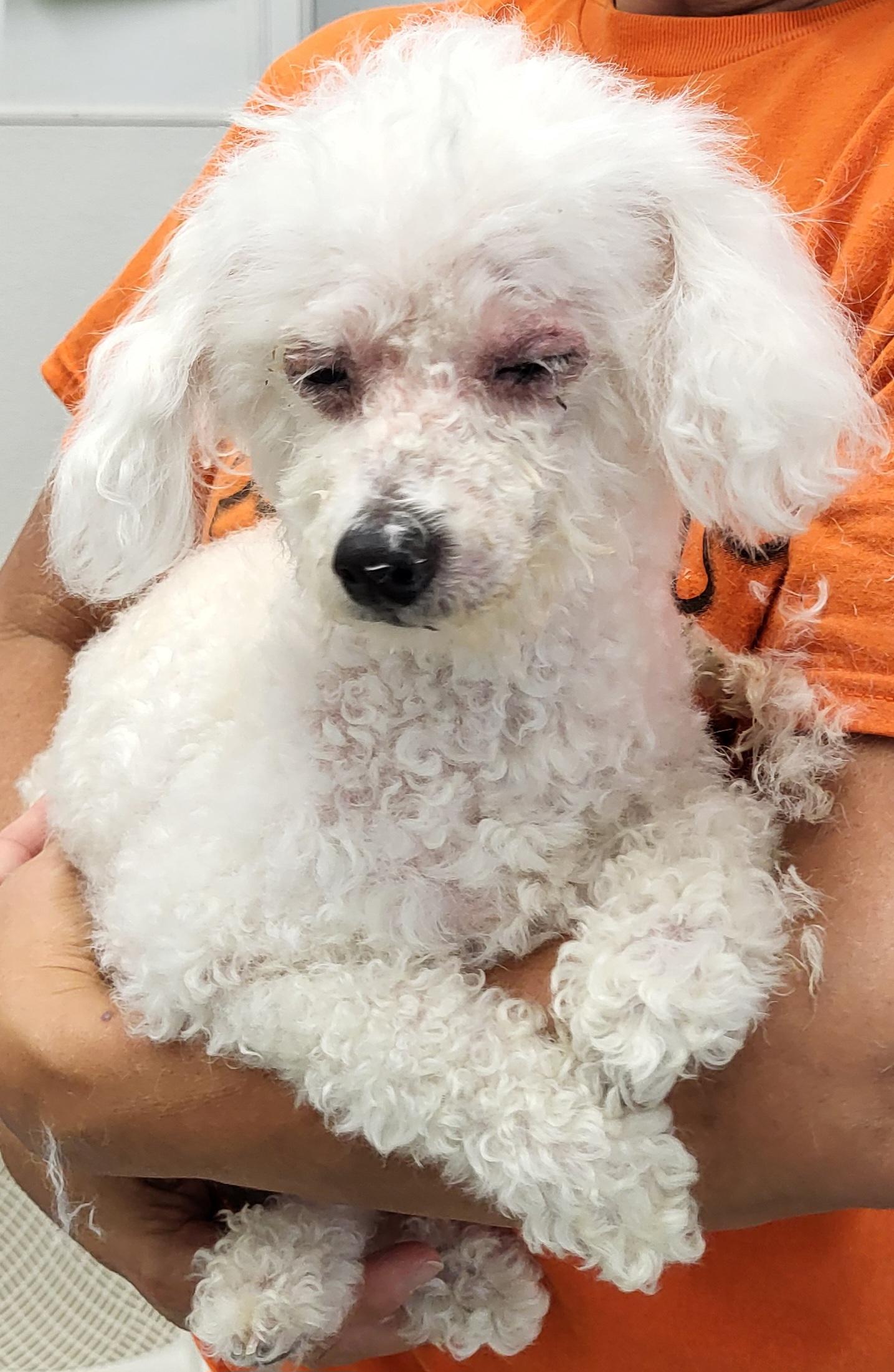 Gracie, adopted, Adult Female Poodle.