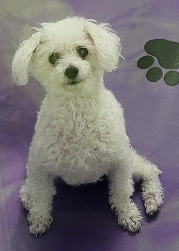 Enlarge Gracie, an adopted Poodle in Anna, IL image 3/3