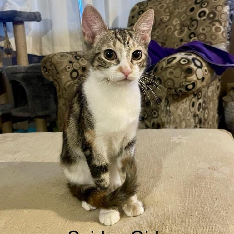 Spidey Girl *** Wild Child ***, a Adoptable Calico in Livonia, MI image 3/5