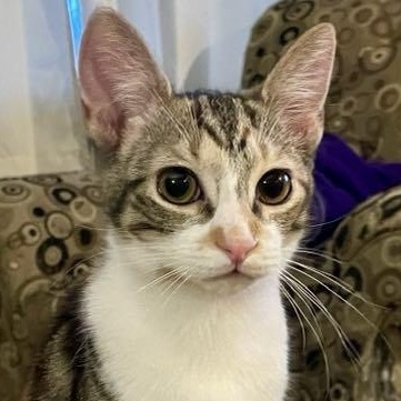 Spidey Girl *** Wild Child ***, Adoptable, Kitten Female Calico.