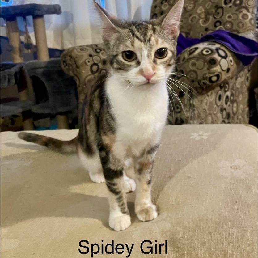 Spidey Girl *** Wild Child ***, a Adoptable Calico in Livonia, MI image 2/5
