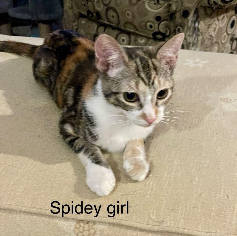Spidey Girl *** Wild Child ***, a Adoptable Calico in Livonia, MI image 4/5