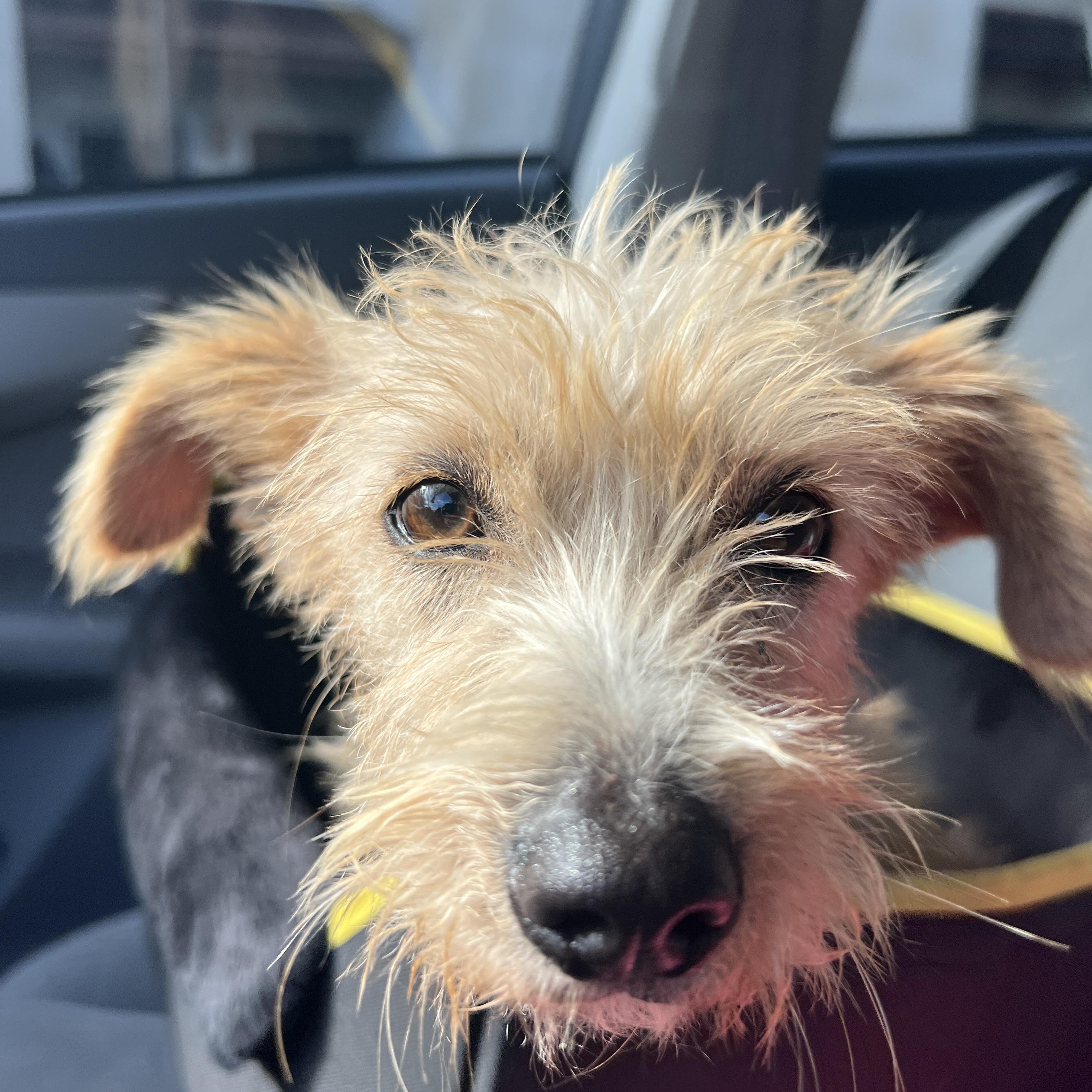 Everest, a Adoptable mixed breed in San Diego, CA image 1/5