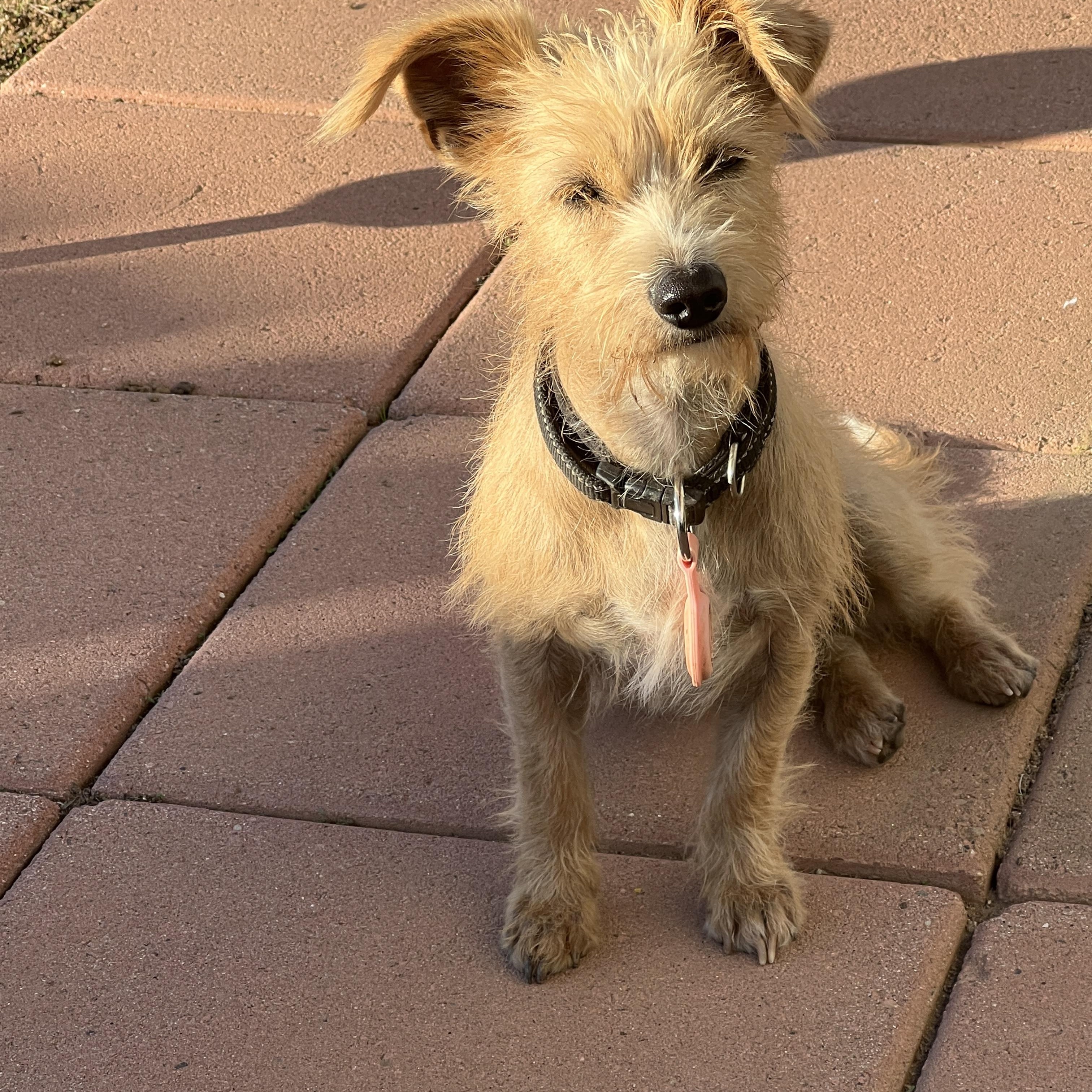 Everest, a Adoptable mixed breed in San Diego, CA image 2/5