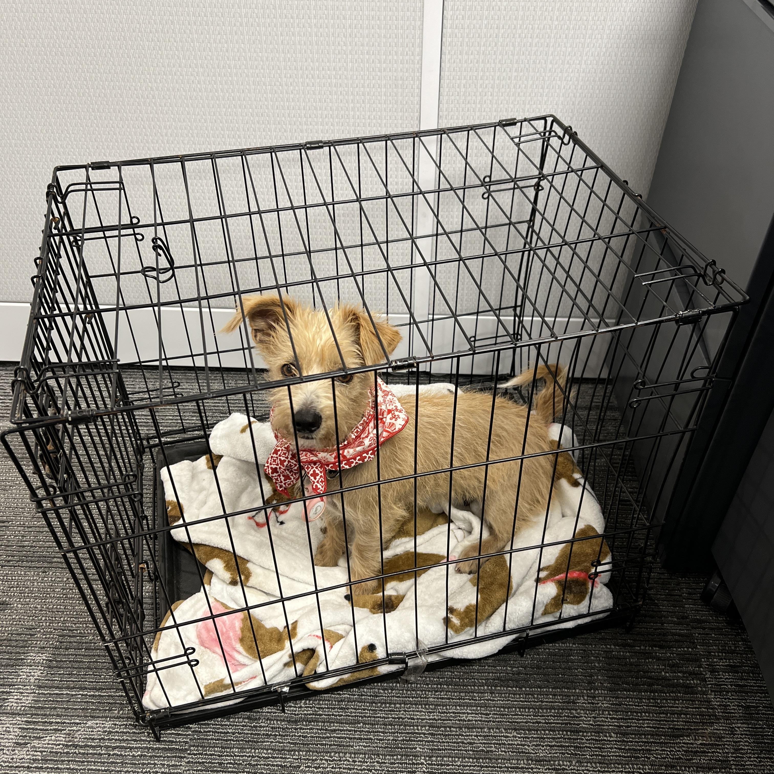 Everest, a Adoptable mixed breed in San Diego, CA image 3/5