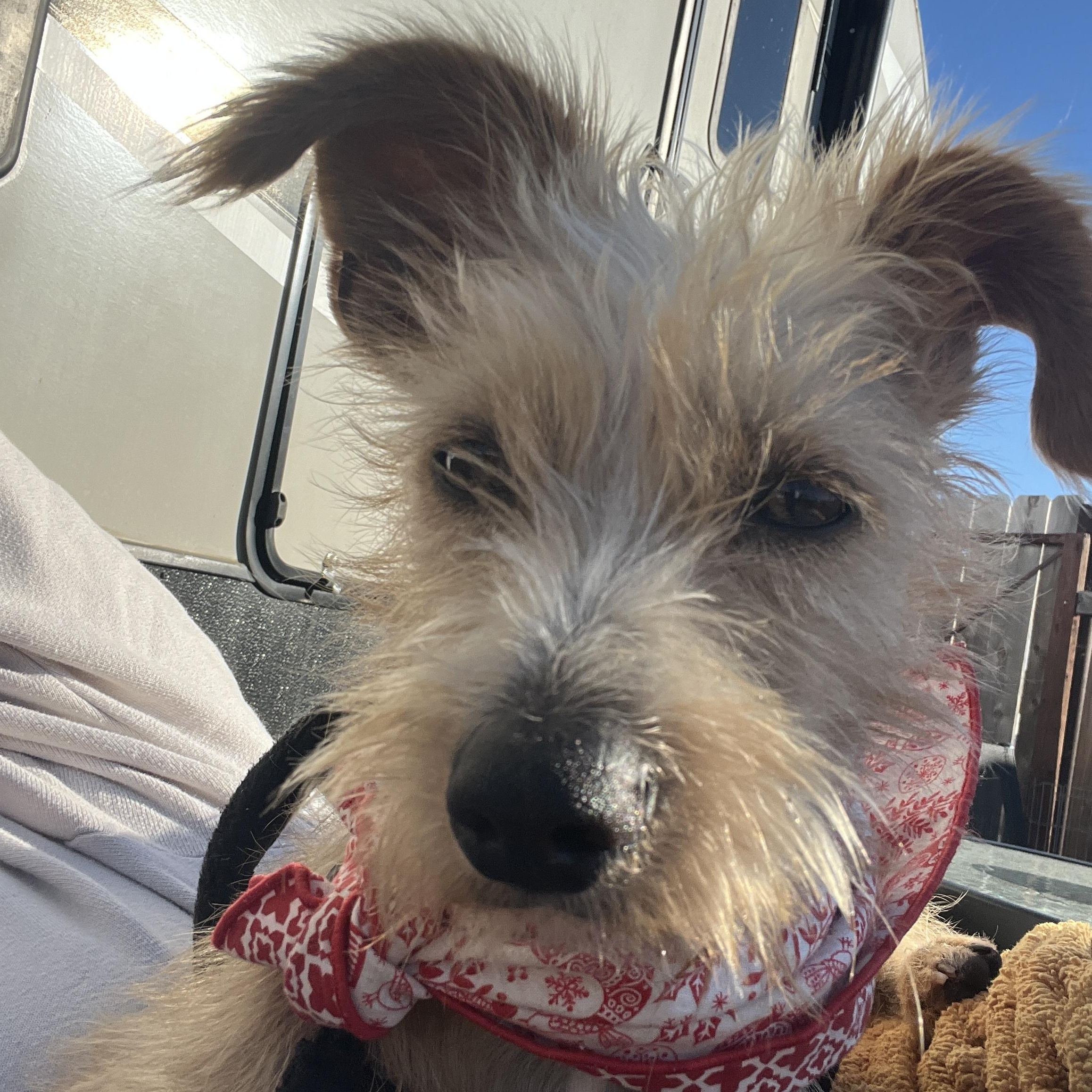 Everest, a Adoptable mixed breed in San Diego, CA image 4/5