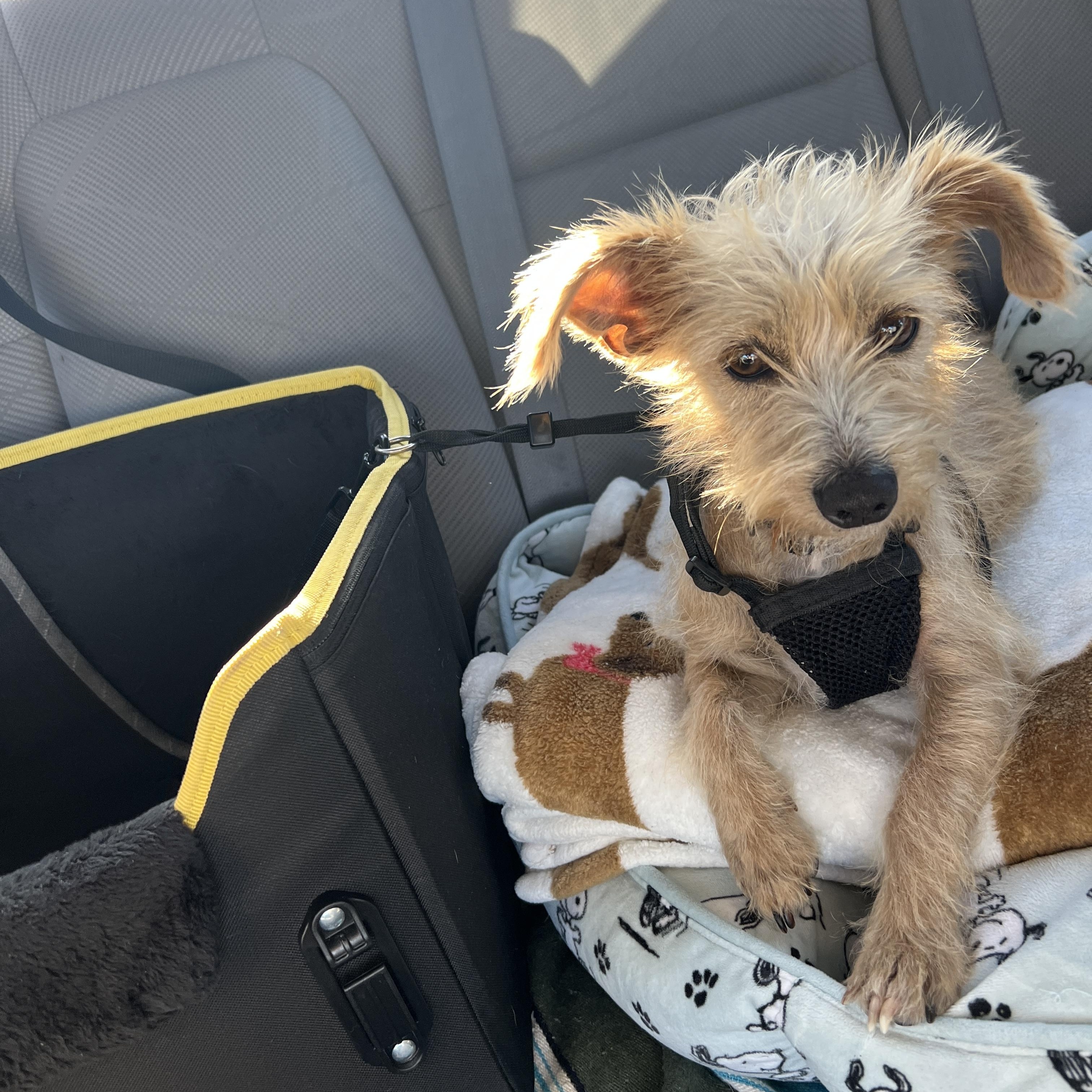 Everest, a Adoptable mixed breed in San Diego, CA image 5/5