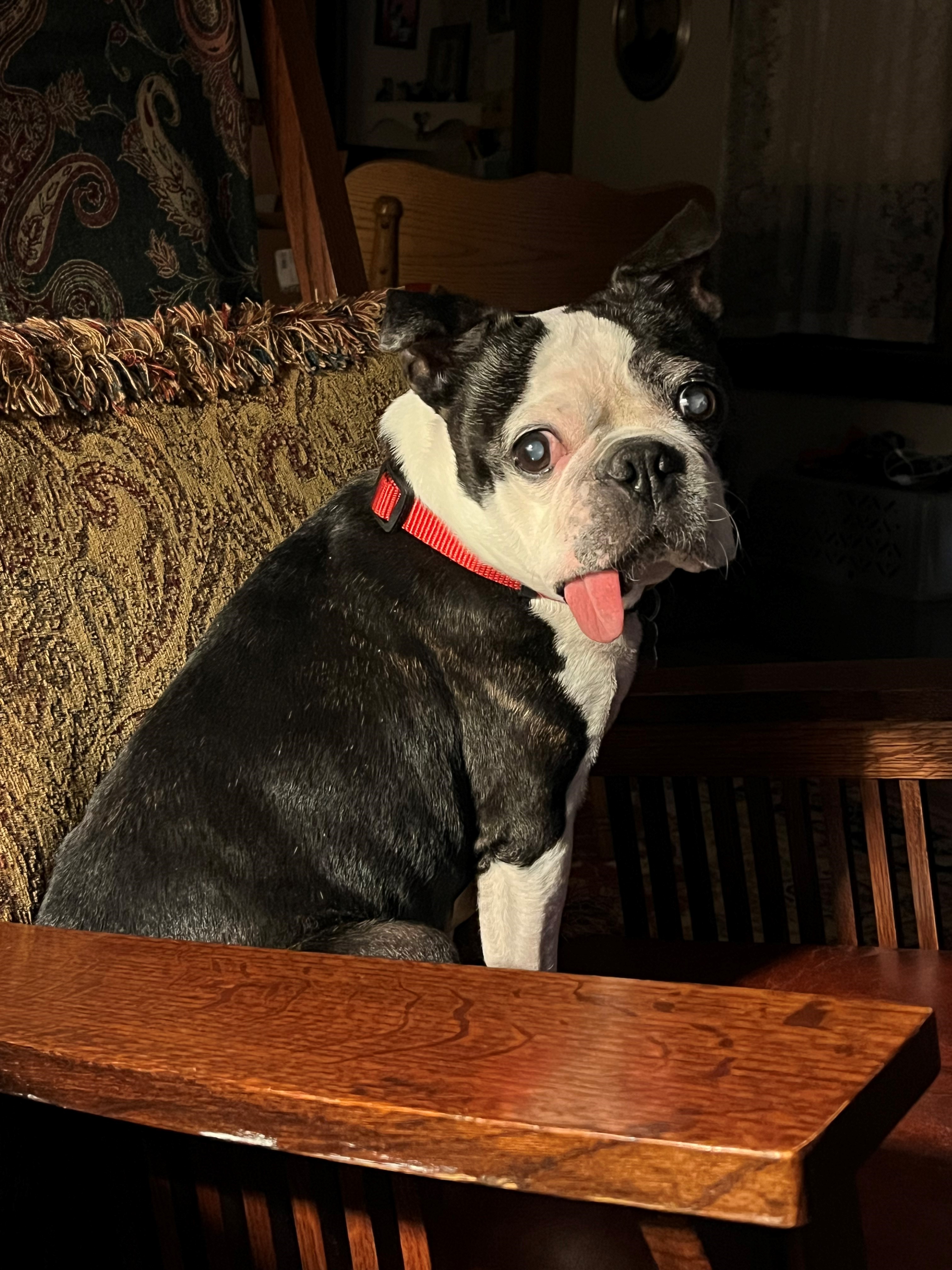 Enlarge Speck, a Adopted Boston Terrier in Minneapolis, MN image 3/3