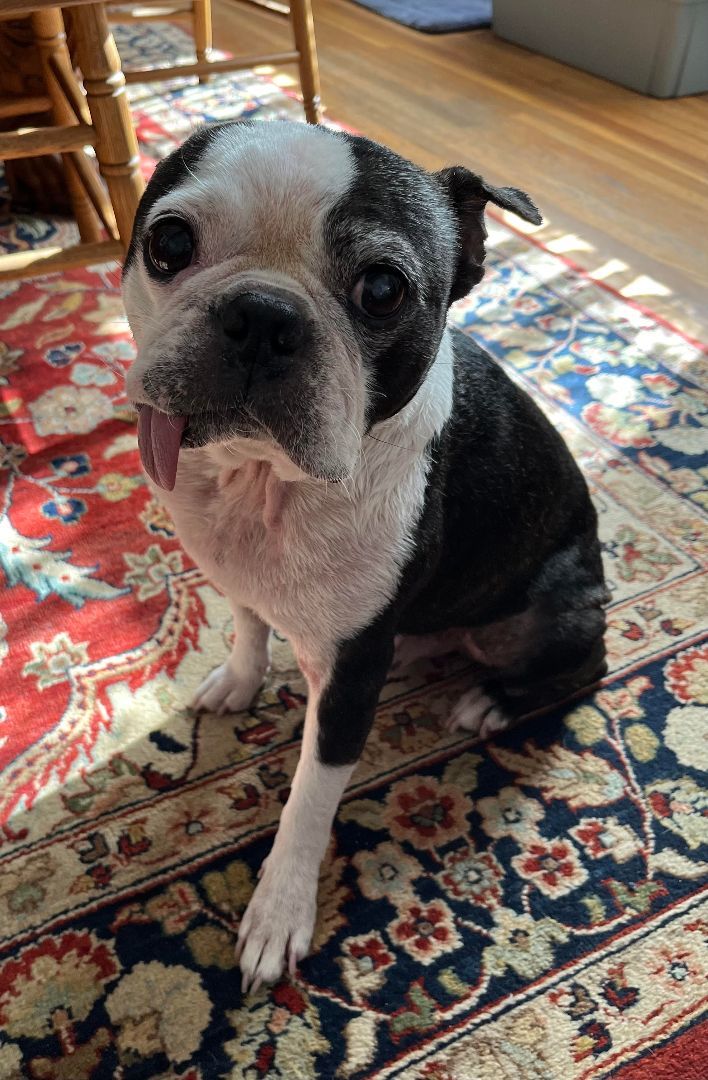 Enlarge Speck, a Adopted Boston Terrier in Minneapolis, MN image 2/3