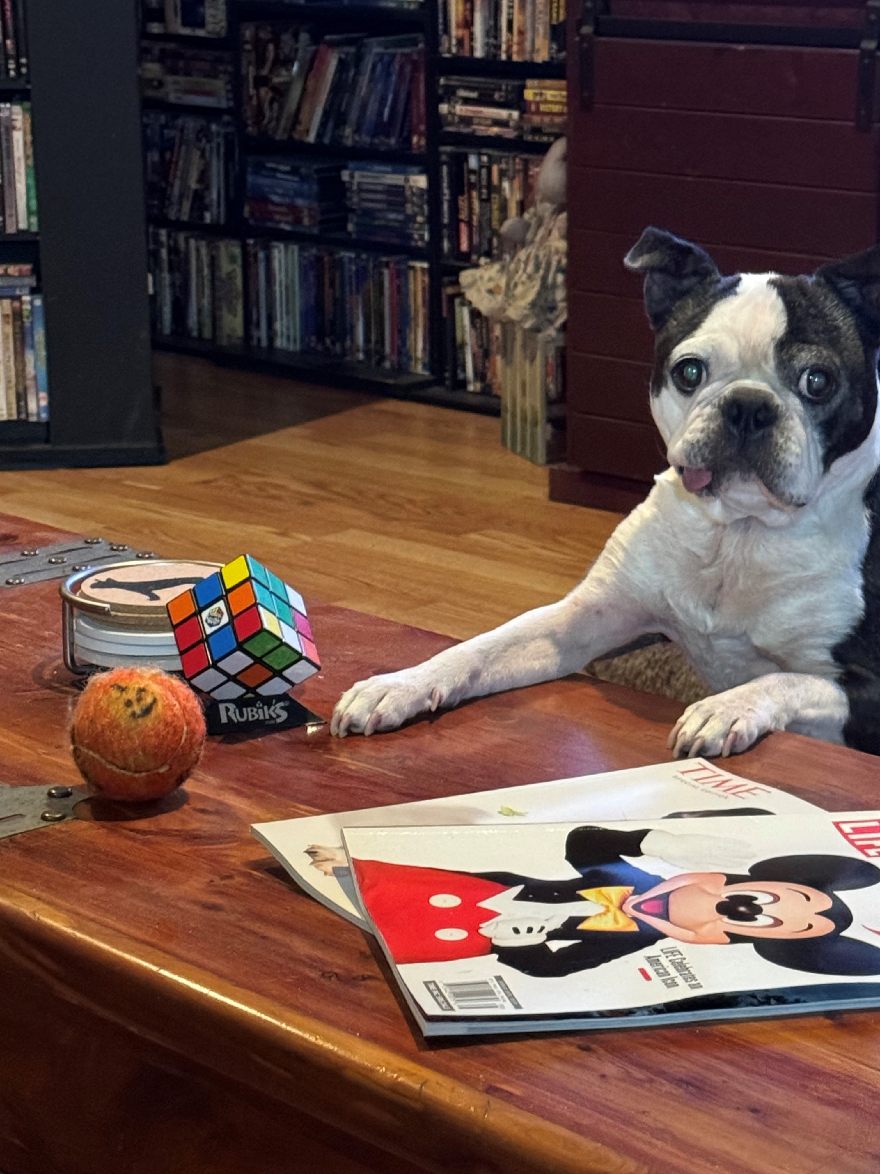 Enlarge Speck, a Adopted Boston Terrier in Minneapolis, MN image 1/3