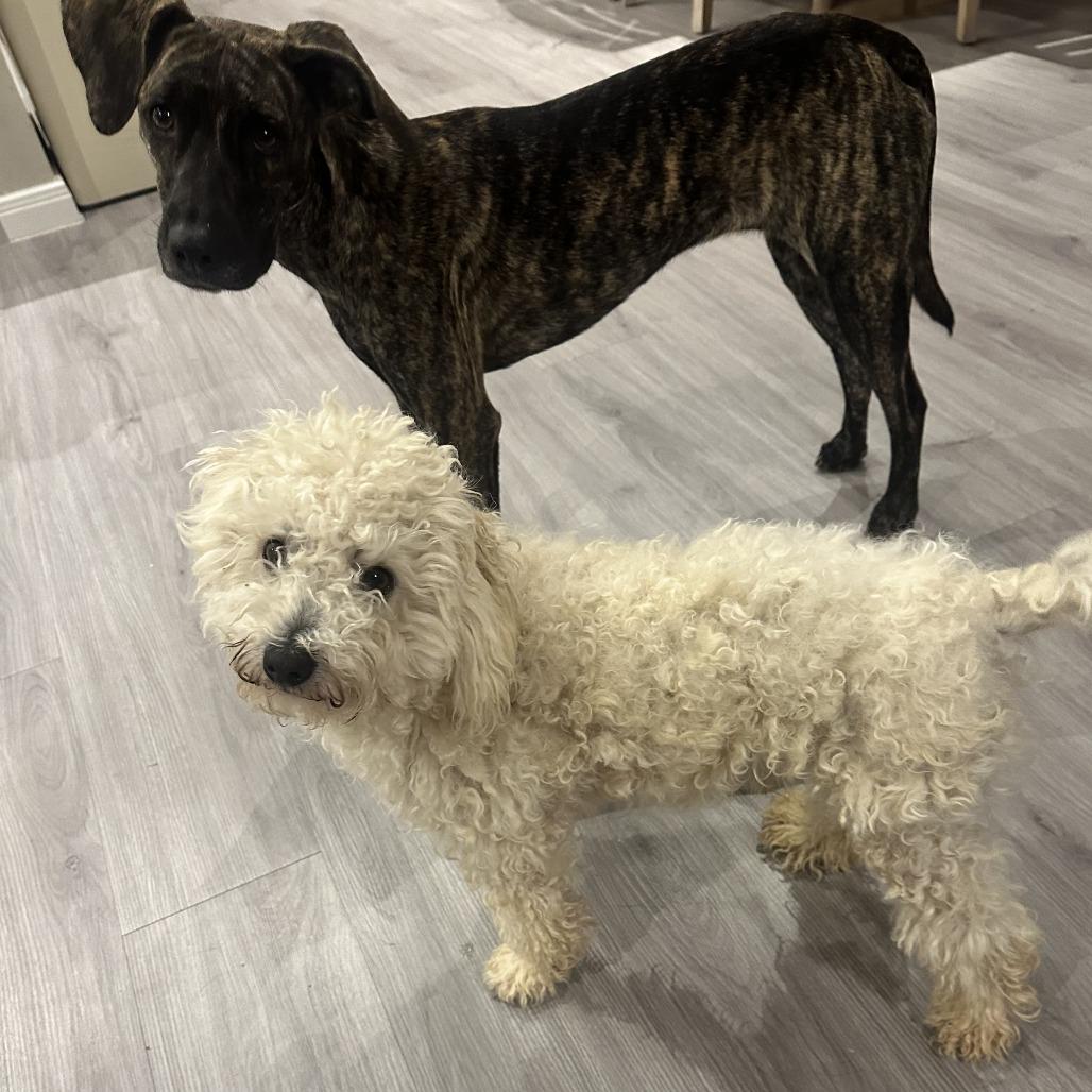 Buddy White, Adoptable, Adult Male Poodle.