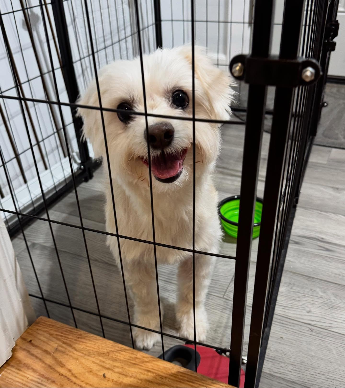 Scotch, a Adoptable mixed breed in Raleigh, NC image 3/6