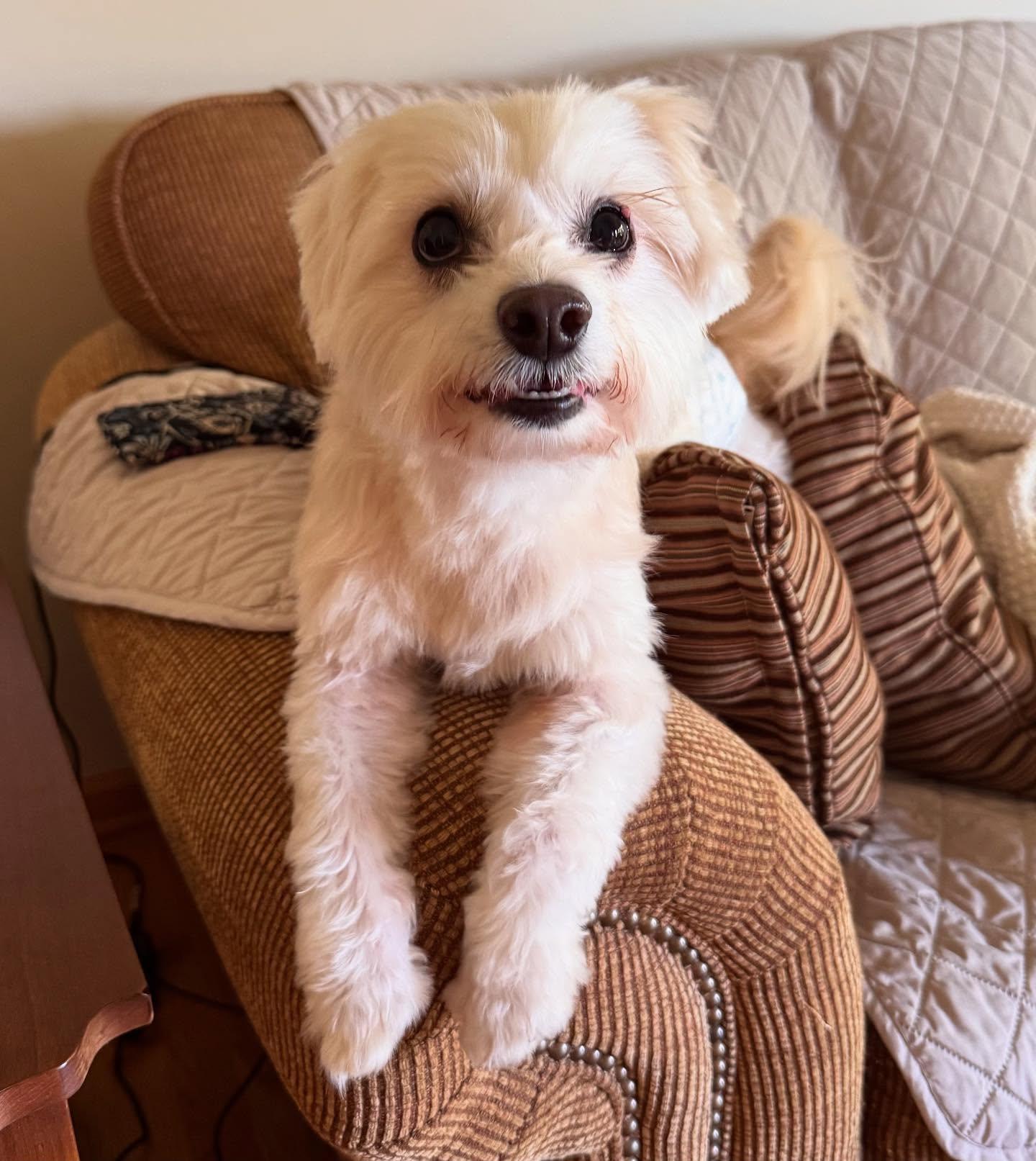 Scotch, a Adoptable mixed breed in Raleigh, NC image 4/6