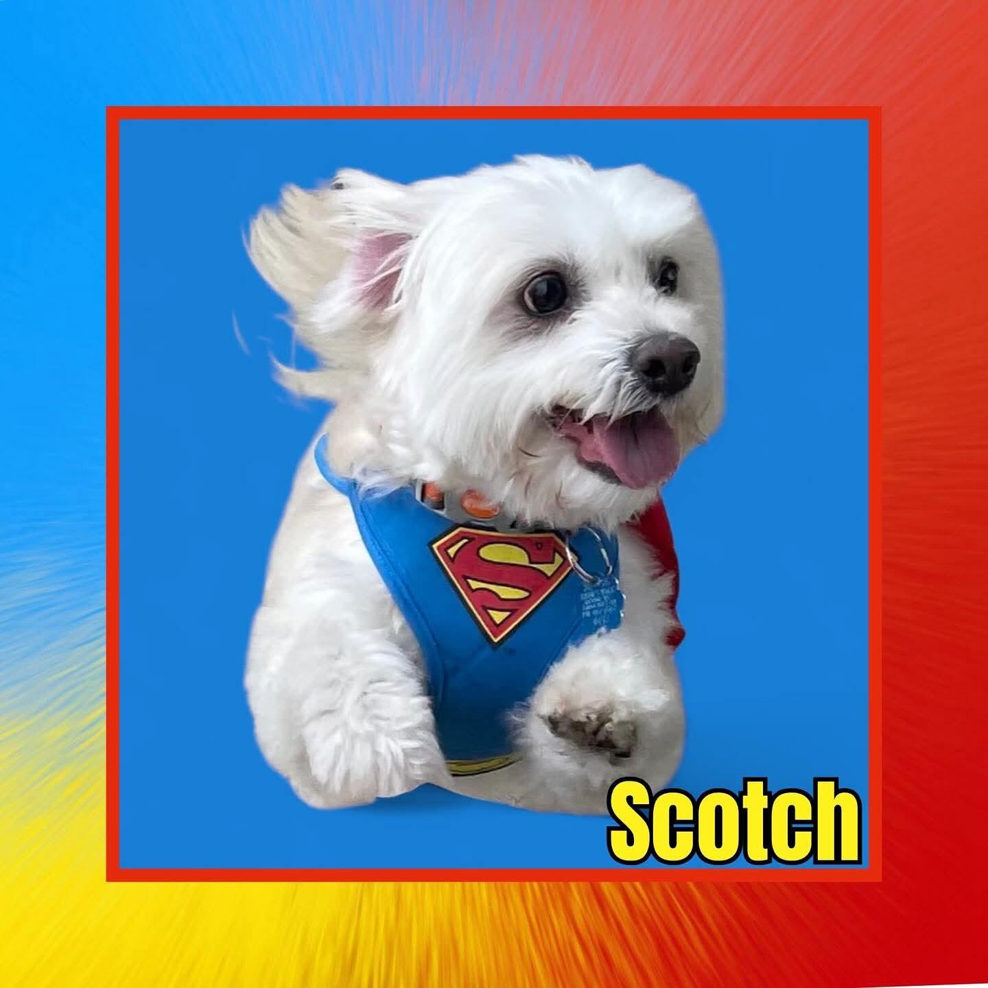 Scotch, Adoptable, Adult Male Maltese & Terrier.