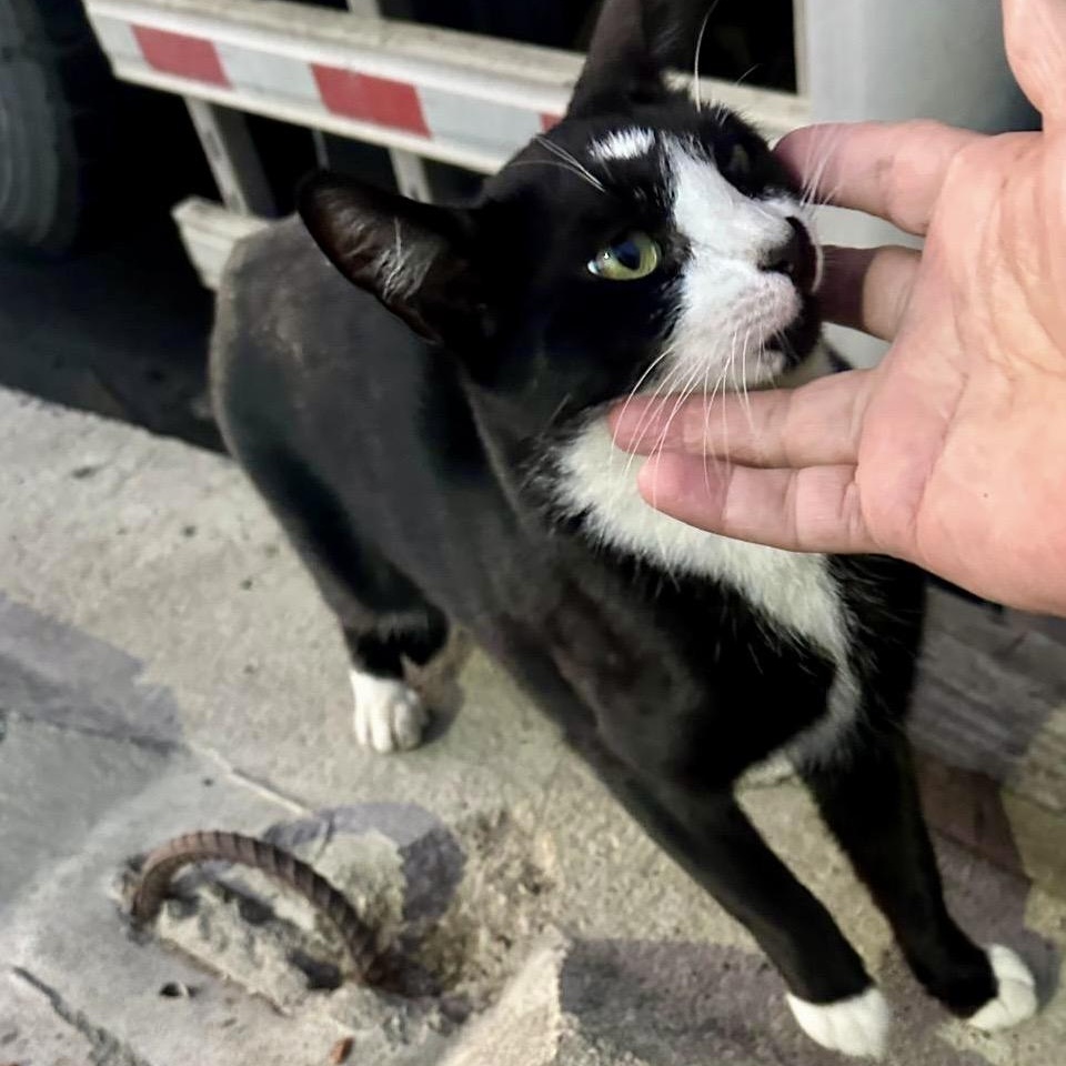Bobbie (urgent foster or adopter needed), a Adoptable American Shorthair in Brooklyn, NY image 3/6