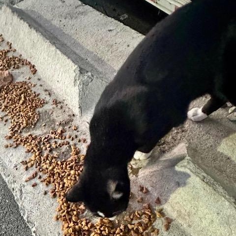 Bobbie (urgent foster or adopter needed), a Adoptable American Shorthair in Brooklyn, NY image 4/6