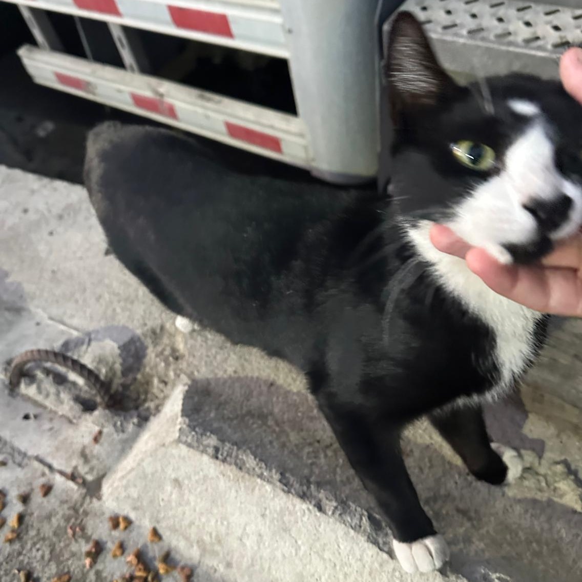 Bobbie (urgent foster or adopter needed), a Adoptable American Shorthair in Brooklyn, NY image 5/6