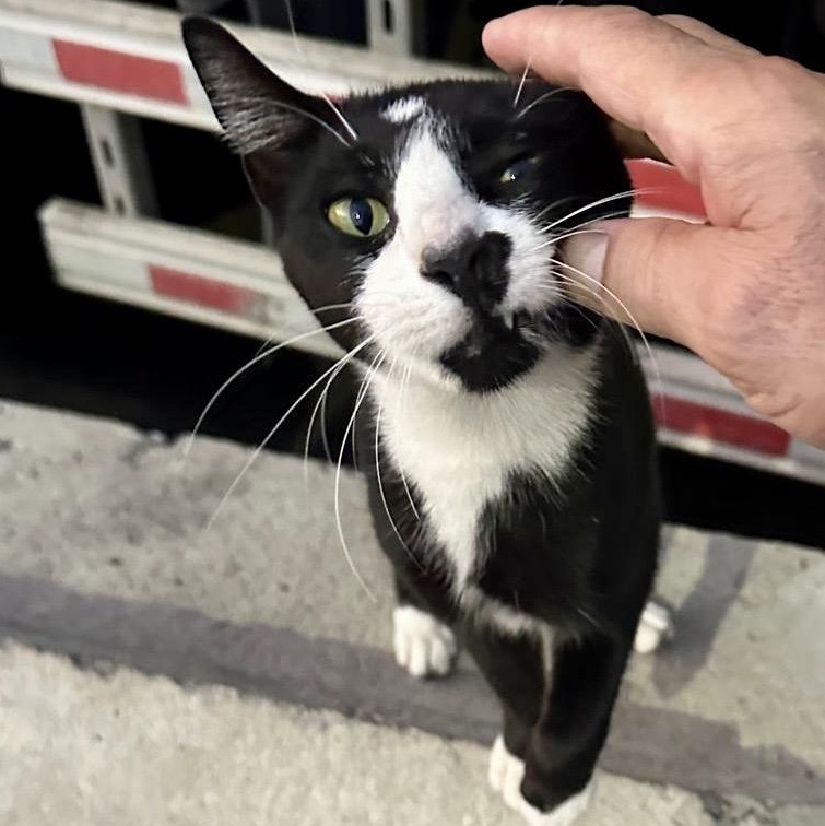 Bobbie (urgent foster or adopter needed), a Adoptable American Shorthair in Brooklyn, NY image 6/6