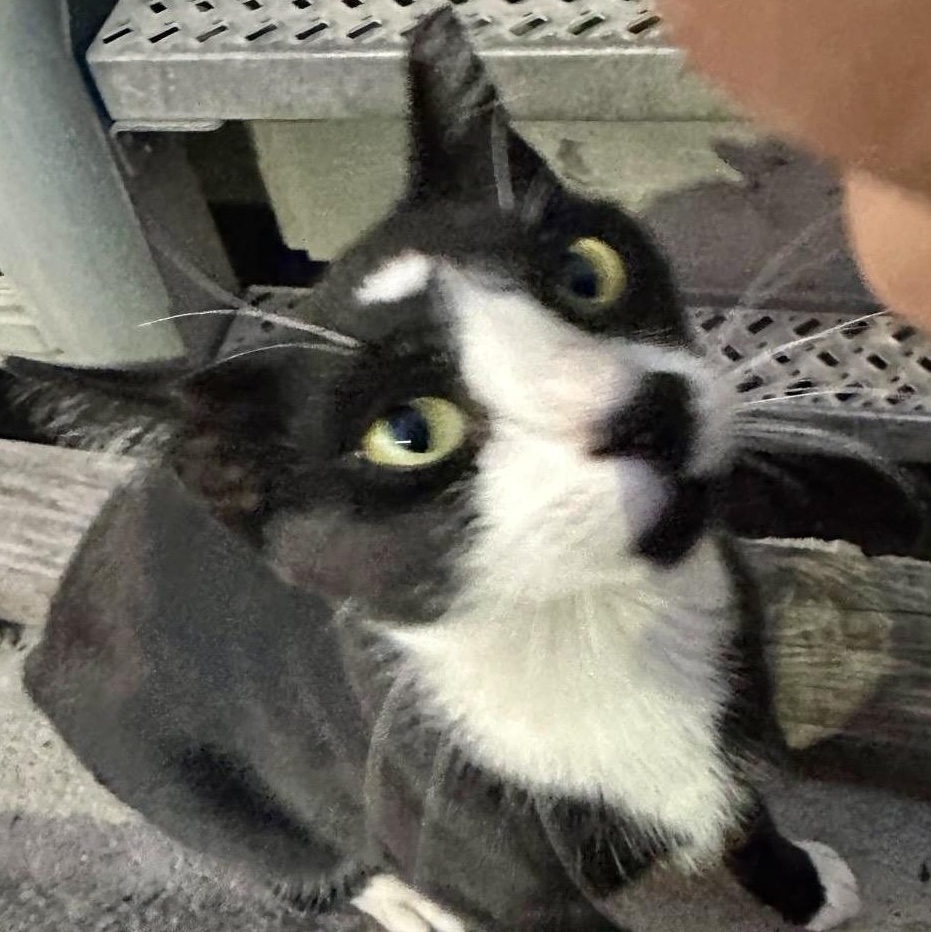 Bobbie (urgent foster or adopter needed), Adoptable, Young Male American Shorthair.