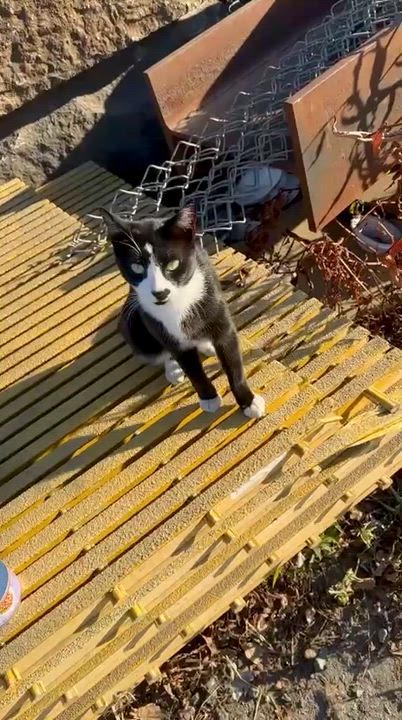 Enlarge Bobbie (urgent foster or adopter needed), a Adoptable American Shorthair in Brooklyn, NY video 1/6